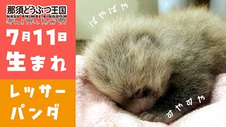 【赤ちゃん】レッサーパンダベビー！！