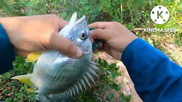 Câu cá tráp vàng gặp ngay hàng khủng.Thủy quái nâu năm...