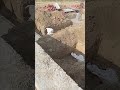 Footing Casting M30 #civil #heavycivil #civilengineering #concrete #design