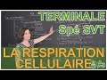 La respiration cellulaire - Spé SVT - Terminale - Les Bons Profs