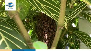 Uni Smart Pest Control - Bee Hive Relocation