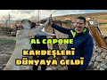 AL CAPONE ' NUN KARDEŞLERİ DOĞDU , SALDIRGAN MARALI ZOR ZAPTETTİK