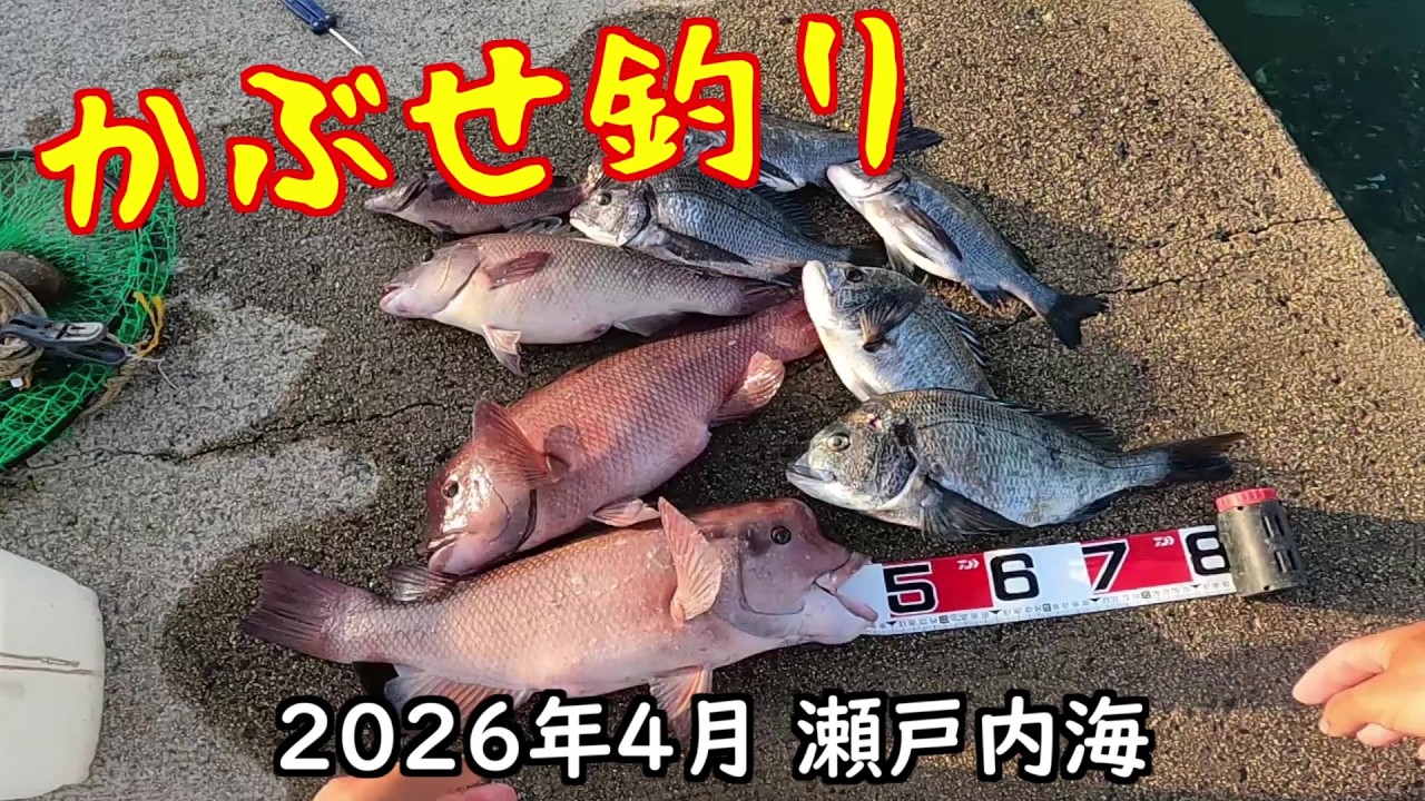 2026年4月 瀬戸内海(かぶせ釣り) - YouTube