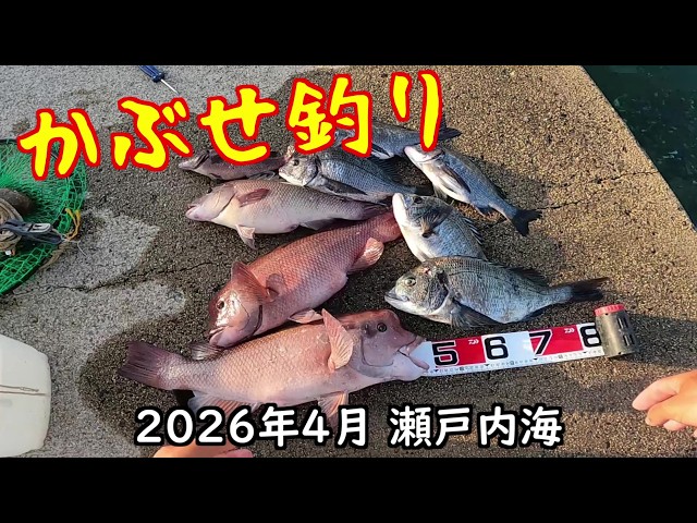 2026年4月 瀬戸内海(かぶせ釣り) - YouTube