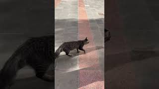 I Saw This Cat In Madinah And It Came To Me.