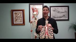 Motions of the Shoulder Complex