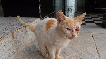 O que fazer quando um gato perde o olho?