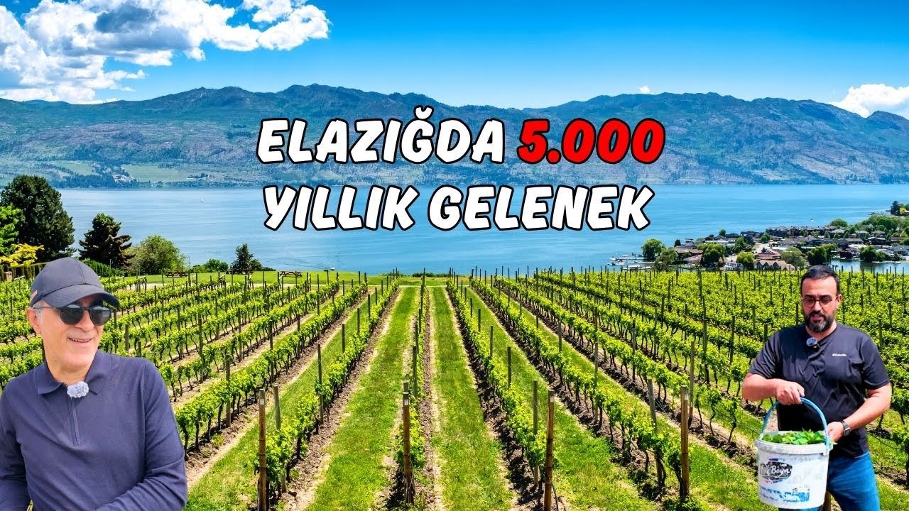 Elazığ’da 12 Dönüm Üzüm Bağı Kurdu | Kurumsalı Geride Bıraktı