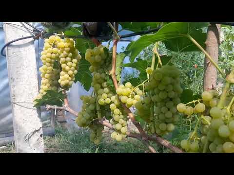 Селена, технический сорт