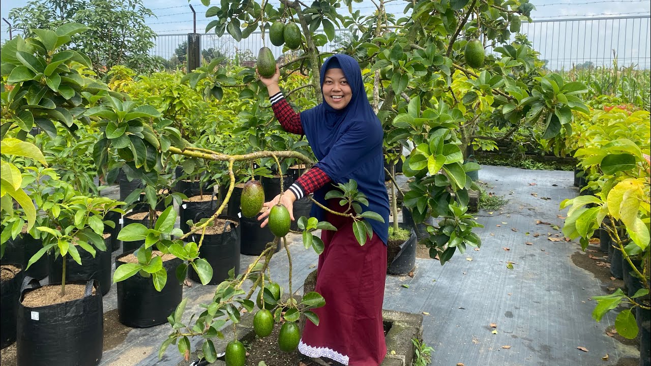 Yuhuuuu panen alpukat Cuba mimin exited banget