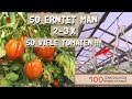 Tomaten Ausgeizen, Anbinden mit Tomatenhaken - 100 Tomatensorten Gewächshaus