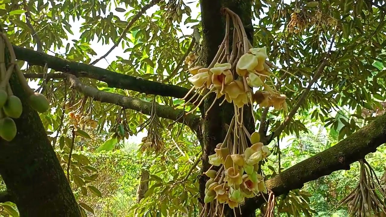 Giải Pháp Xử Lý Đọt Ra Khi Sầu Riêng Xổ Nhụy Và Cách Tưới Nước Trong Giai Đoạn Này.