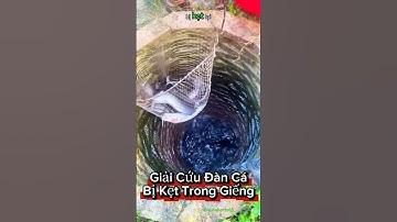 Giải cứu đàn cá trê khổng lồ bị kẹt trong giếng sâu sau lũ