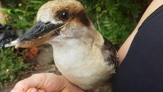 Wild Kookaburra Jumps in for a Cuddle after getting rescued!