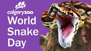 Dumeril's Boa Feeding | World Snake Day 2020 