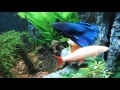 Betta / Siamese Fighting Fish Care, Info and Advice