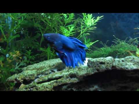 Video: Living Feng Shui: The Pretty Betta eller Siamese Fighting Fish som et stationært kæledyr