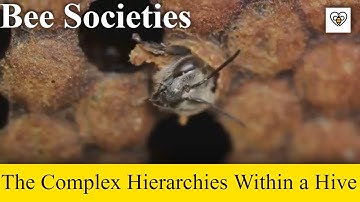Bee Societies: The Complex Hierarchies and Roles Within a Hive