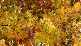 October 2009 Canon Eos 7D