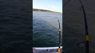 Using eels as Bait! #shorts