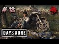 DAYS GONE или Жизнь после. Прохождение #18 [Стрим PS4 live]