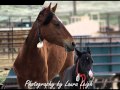 Antelope complex wild horses in holding