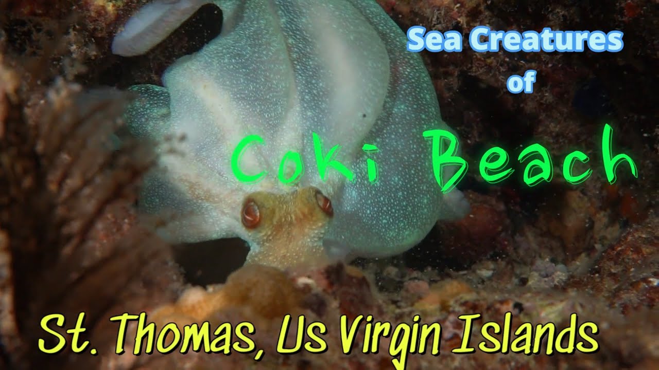 Scuba Diving all Day and Night at Coki Beach in St Thomas Virgin Islands. TONS of Sea Creatures!