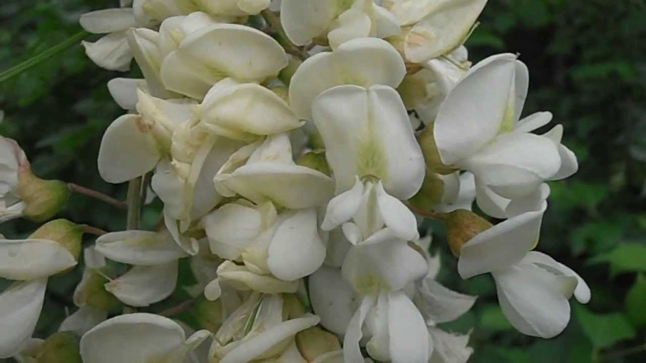 ACACIA en Flor: Robinia pseudoacacia (www.riomoros.com) - thptnganamst.edu.vn