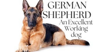 German Shepherd : An Excellent Working Dog by FurryFriends 668 views 2 months ago 5 minutes, 43 seconds