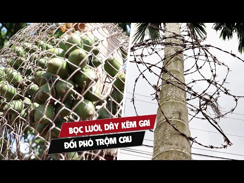 Video Trộm cau hoành hành, người Đắk Lắk 'đau đầu' tìm đủ... - youtube