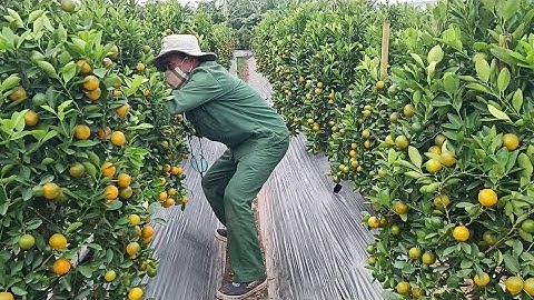 bán vườn quất tết 2026 #quatcanh #quates 