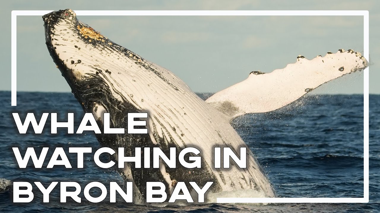 byron-bay-whale-watching-tour-australia-wild-byron-whale-watching