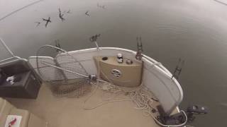Lake Tawakoni Fishing Guide Tony Pennebaker-Blue Catfishing