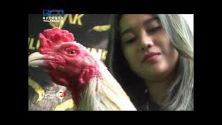 GADIS CANTIK SUKSES BUDIDAYA & BISNIS AYAM JAGO KONTES