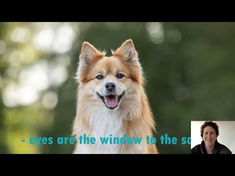 Video: Top 5 fouten Duitse herdershond eigenaren maken