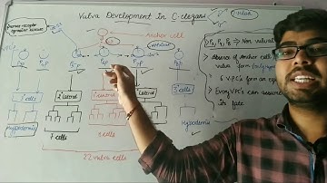 C. elegans vulva development and it