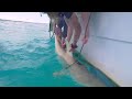 We went shark tagging in the bahamas