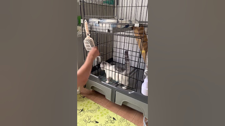 ケージから脱走する子猫　#shorts