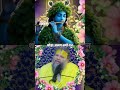 Jai shree radha rani 🙏🙏🙏