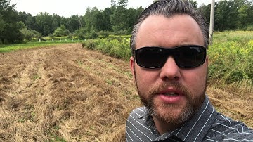 NO TILL Food Plot - 2 Week Update - Brassicas