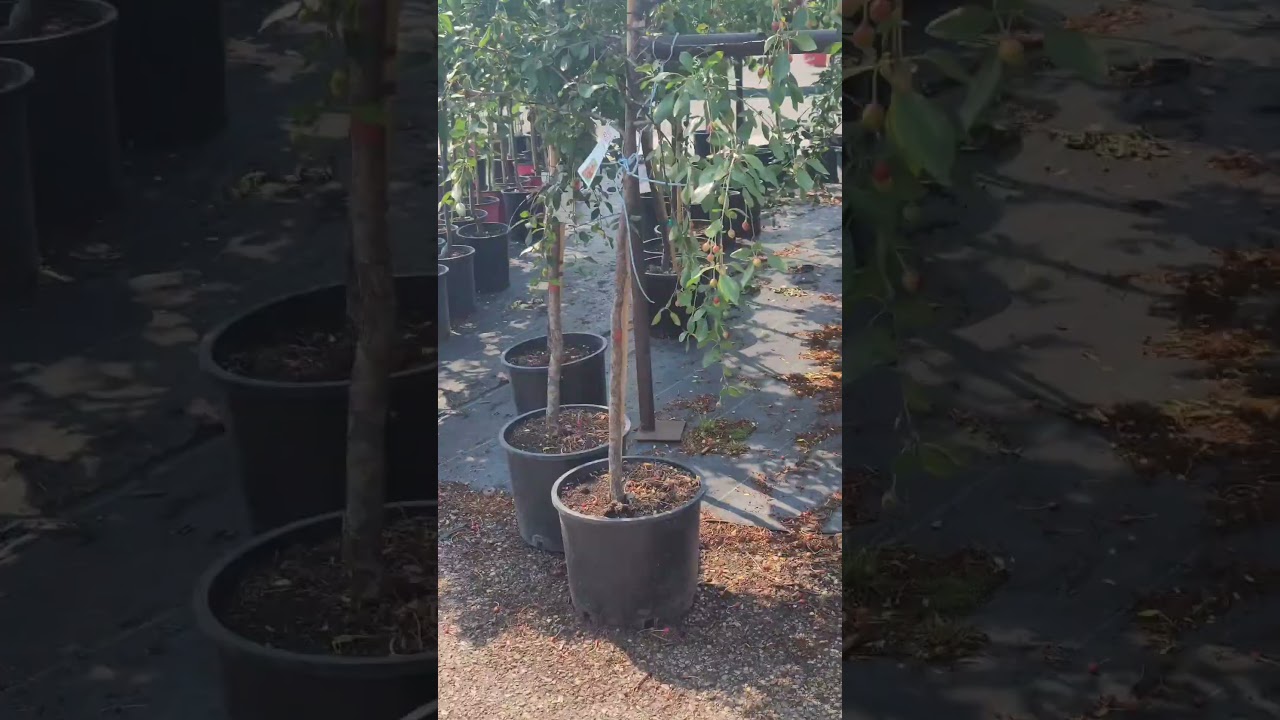 Sunday morning at Greengate Garden Centre 