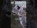 The Snow Leopard 🐆 The Ghost of the Mountains