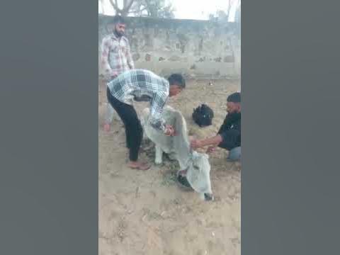 Animal rescue by animal ngo team - 919 | Animal ngo | cow 