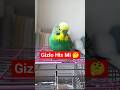 Kuşların Gagasındaki Sır ? #MuhabbetKuşu #KuşBilgisi #Shorts #bilim  #birds #talkingparot #birdsong