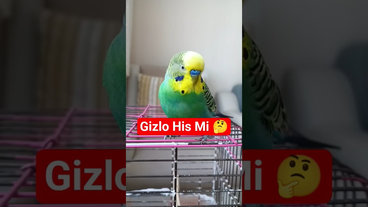 Kuşların Gagasındaki Sır ? #MuhabbetKuşu #KuşBilgisi #Shorts #bilim  #birds #talkingparot #birdsong