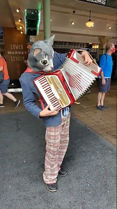 THE ACCORDION CAT