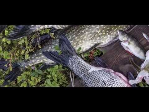 Video: Mitkä Tuotteet Voivat Korvata Kalan