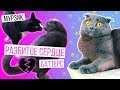 ВСЕ КОШКИ ТАКИЕ! ПОЧЕМУ КОТ МУРЗИК НЕ ПОЖЕНИТСЯ НА БАТТЕРС |  БУДУТ ЛИ ОНИ ДРУЖИТЬ?