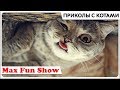 Приколы с котами . Смешные коты 2018 Funny Cats Coub