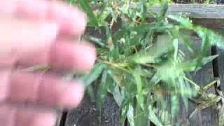 EatTheWeeds: Episode 90: Smartweed, Knotweed